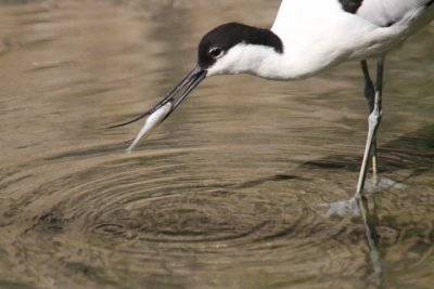 Sbelschnbler / avocet