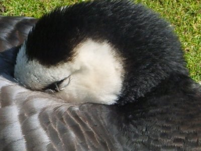 ... Die Ehre, sprach eine Gans, verdankst du mir...