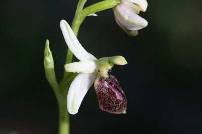 Spinnen-Ragwurz / early spider-orchid