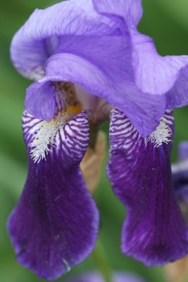 Deutsche Schwertlilie / German iris