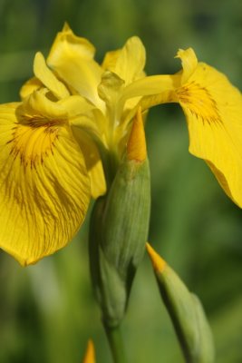 Sumpf-Schwertlilie / flag-Iris