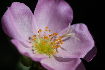 Portulak / rose moss