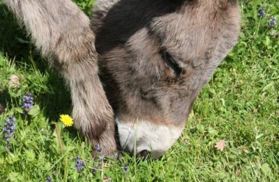 Esel / donkey