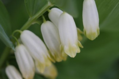 Salomonssiegel  / Solomon's seal