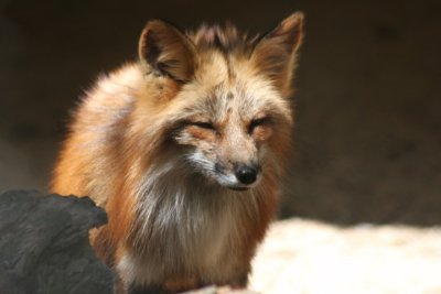 Rotfuchs / red fox