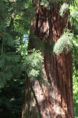 Mammutbaum / sequoia