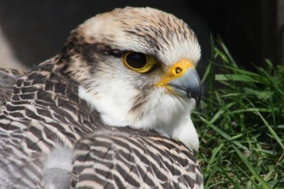 Gerfalke / gyrfalcon