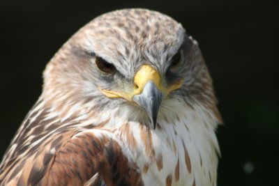 Knigsrauhfubussard / ferruginous hawk