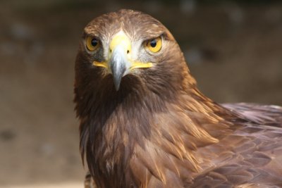 Steinadler / golden eagle