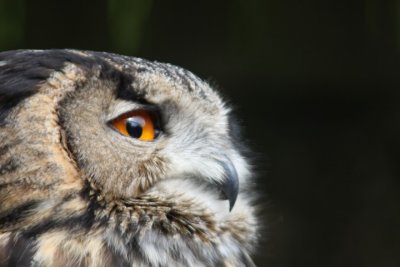 Europischer Uhu / European eagle owl
