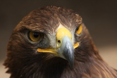 Steinadler / golden eagle