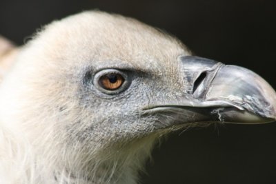 Gnsegeier / griffon vulture