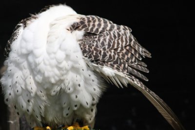 Gerfalke / gyrfalcon