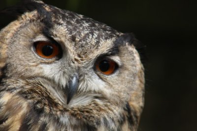 Europischer Uhu / European eagle owl