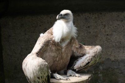 Gnsegeier / griffon vulture