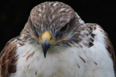 Knigsrauhfubussard / ferruginous hawk