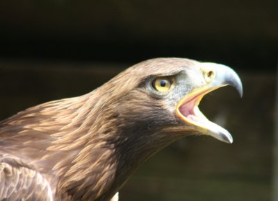 Steinadler / golden eagle