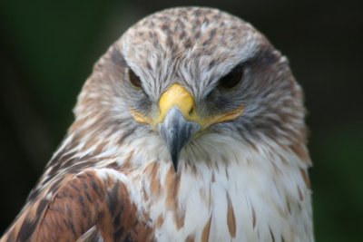 Knigsrauhfubussard / ferruginous hawk