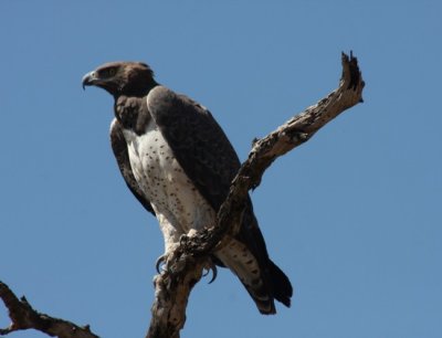 Kampfadler / martial eagle