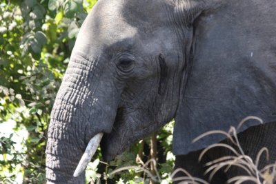 Elefantenbulle / bull elephant