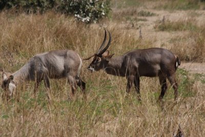 flehmender Wasserbock / flehming waterbuck