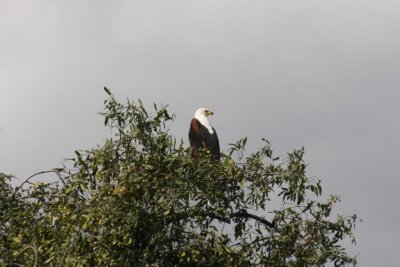 Schreiseeadler / African fish eagle