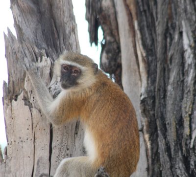 Grüne Meerkatze / vervet monkey