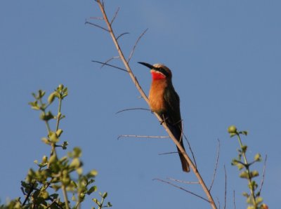 Weistirnspint / white-fronted bee-eater.JPG