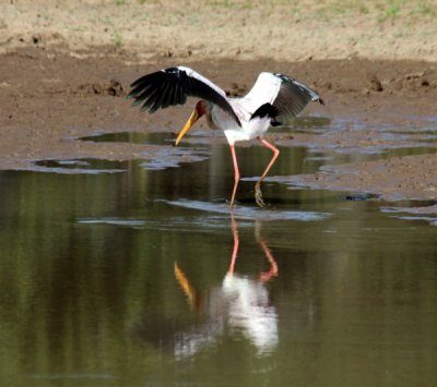 Nimmersatt / yellow-billed stork