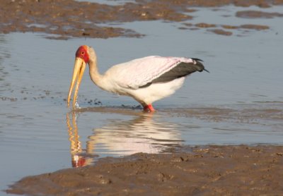 Nimmersatt / yellow-billed stork