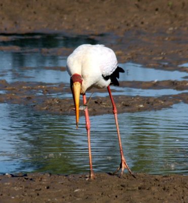 Nimmersatt / yellow-billed stork