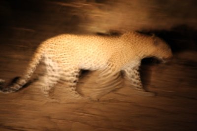 leopard on the move