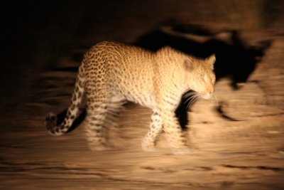 leopard on the move