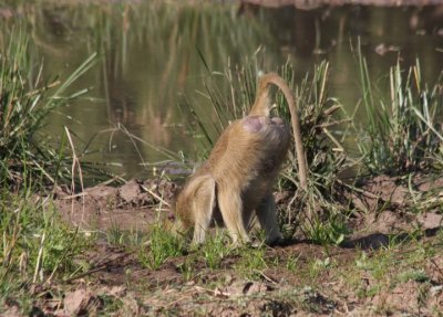 yellow baboon / Steppenpavian - drinking