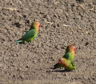 Lilian's lovebirds / Erdbeerköpfchen