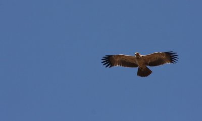 tawny eagle / Raubadler