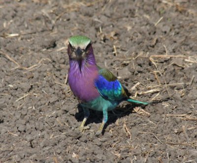 lilac-breasted roller / Gabelracke