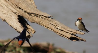 wire-tailed swallows / Rotkappenschwalben
