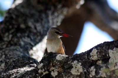 chestnut-bellied kingfisher / Braunbauchliest
