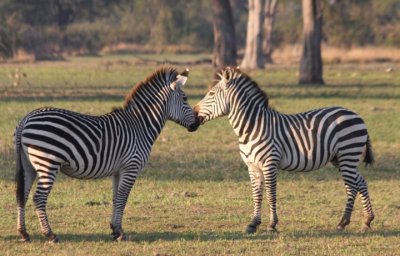 zebra kiss