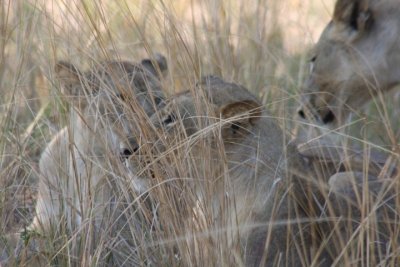 well camouflaged - lions in the grass