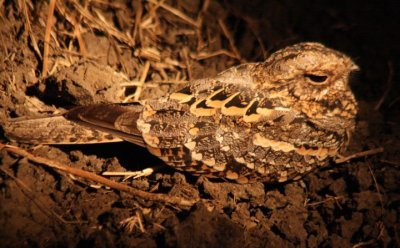 Mozambique nightjar / Welwitsch-Nachtschwalbe