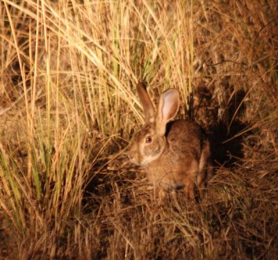 scrub hare / Buschhase