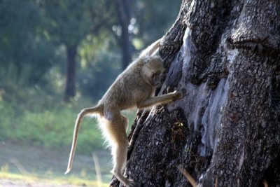 yellow baboon / Steppenpavian - climbing down a tree
