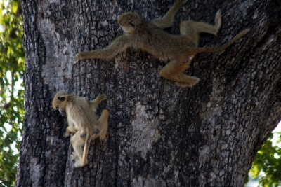 yellow baboons / Steppenpaviane - climbing down a tree