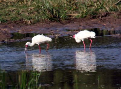 African spoonbills / Schmalschnabellffler