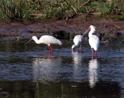 African spoonbills / Schmalschnabellffler