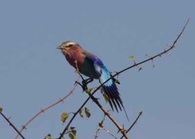 lilac-breasted roller / Gabelracke