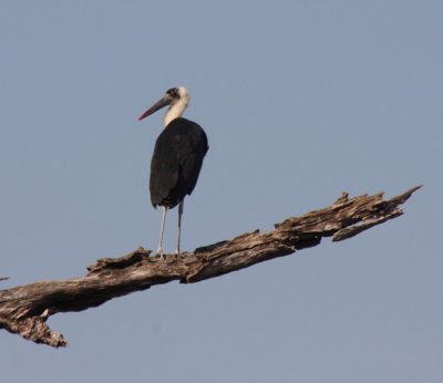 woolly-necked stork / Wollhalsstorch