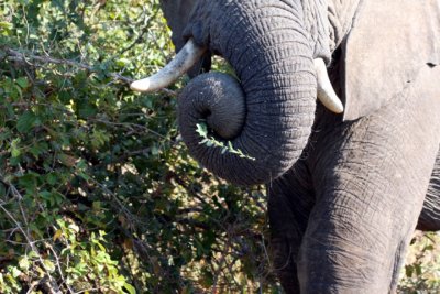 an elephant's Swiss army knife - the trunk